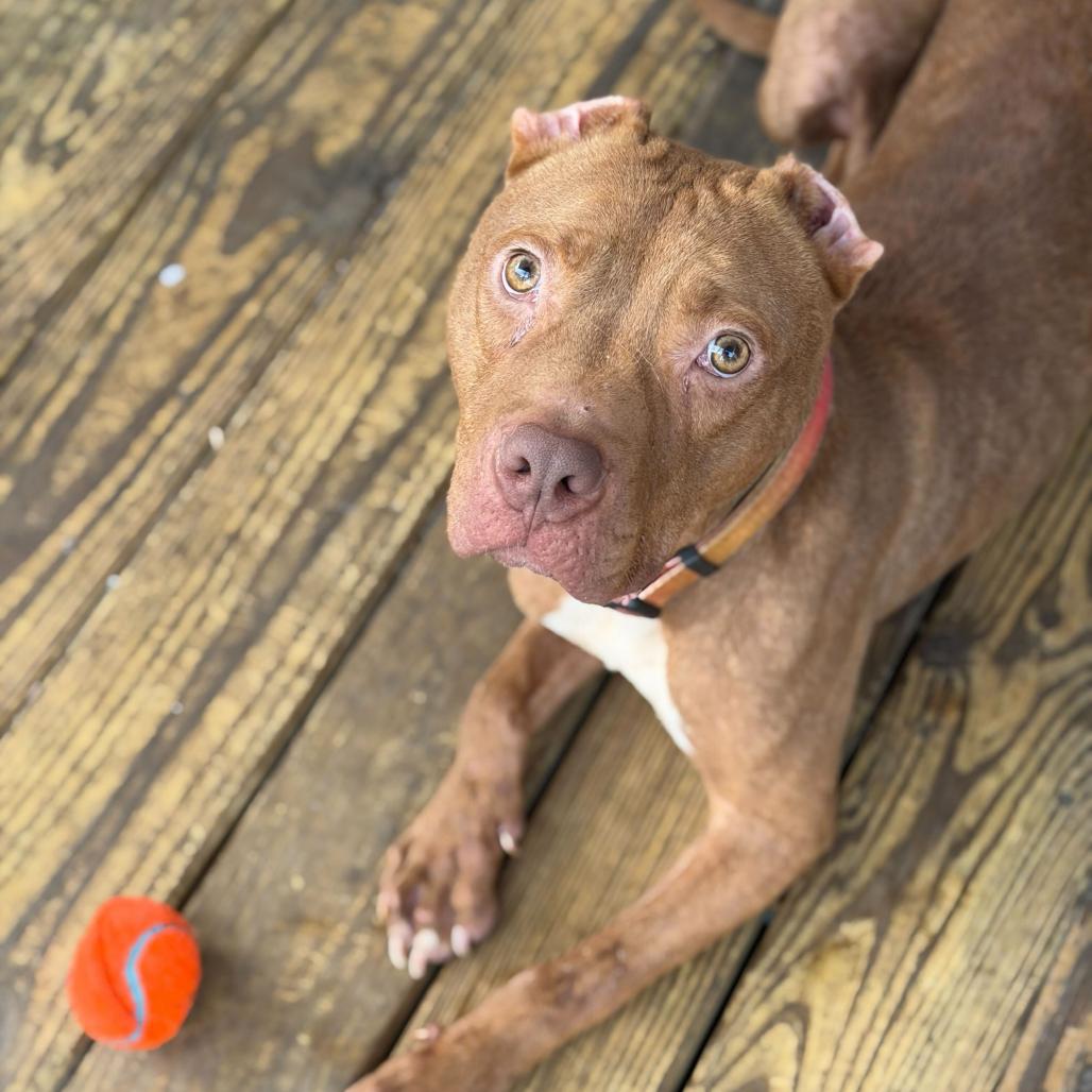 Harvey Dent — thumbnail 6