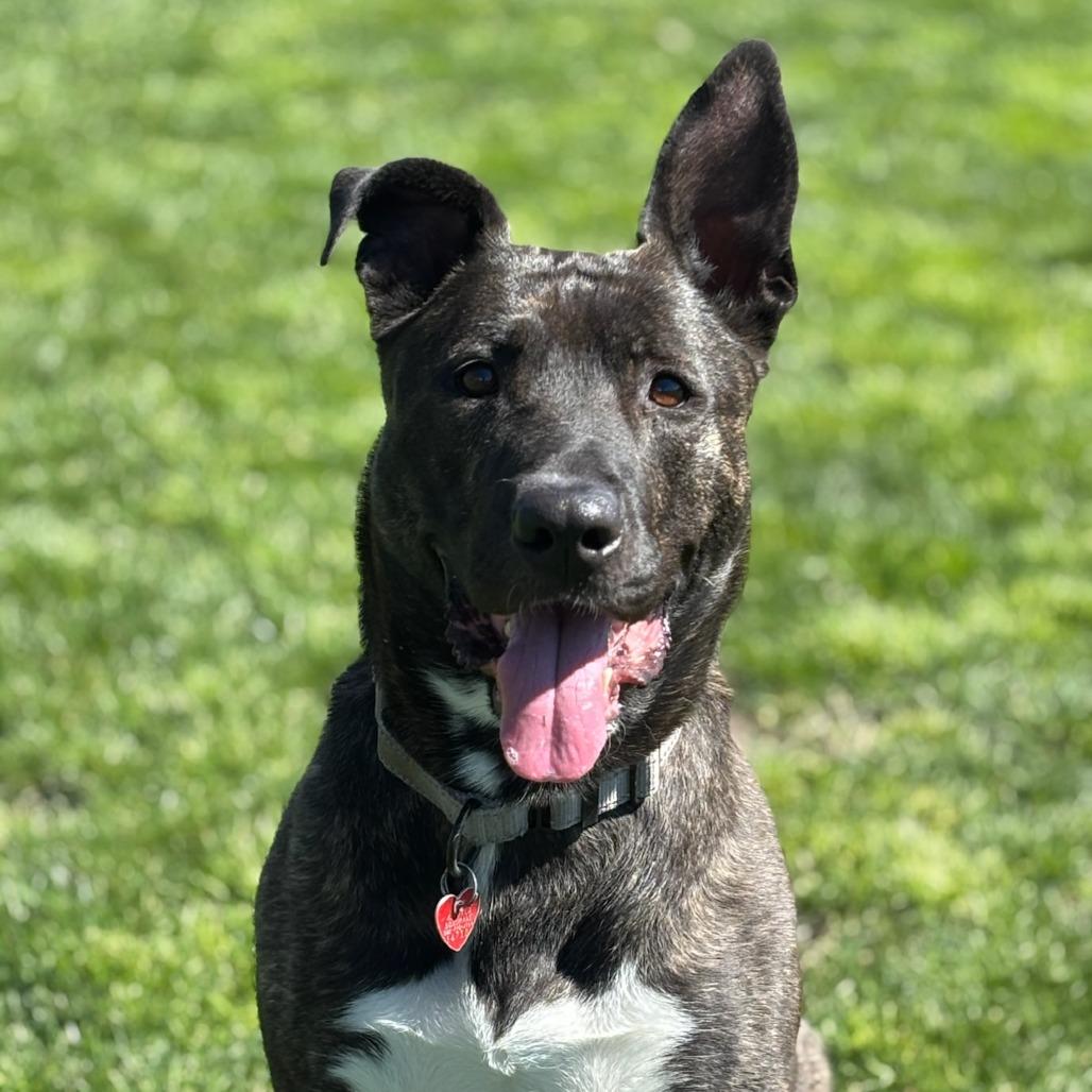 Enlarge Luna, a Adoptable Mixed Breed in Medford, OR image 1/2