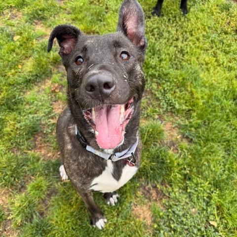 Luna, Adoptable, Adult Female Mixed Breed.