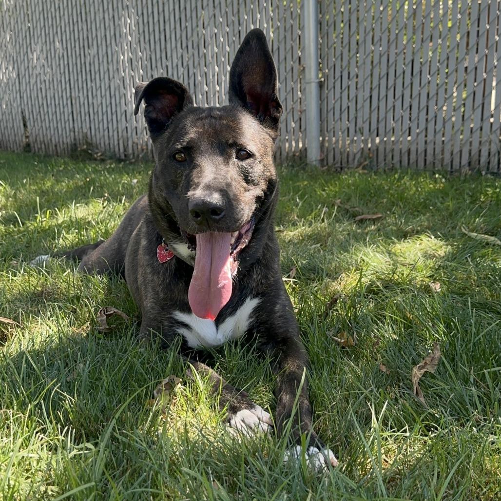 Luna, a Adoptable Mixed Breed in Medford, OR image 3/3