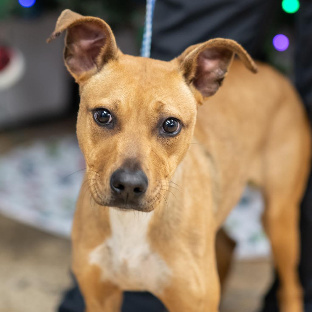BROWNIE-30308, a Adoptable mixed breed in Port Richey, FL image 2/2
