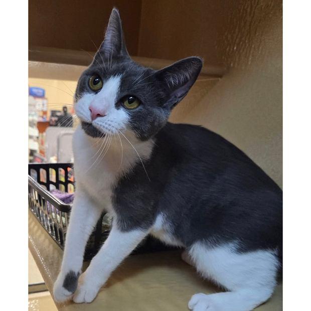 Enlarge Olivia, a Adopted Domestic Short Hair in Fishkill, NY image 1/1