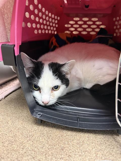 Enlarge JETSON, a Adoptable Domestic Short Hair in Fort Wayne, IN image 1/1