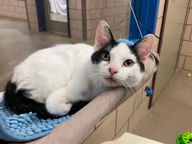 JETSON, Adoptable, Young Male Domestic Short Hair.