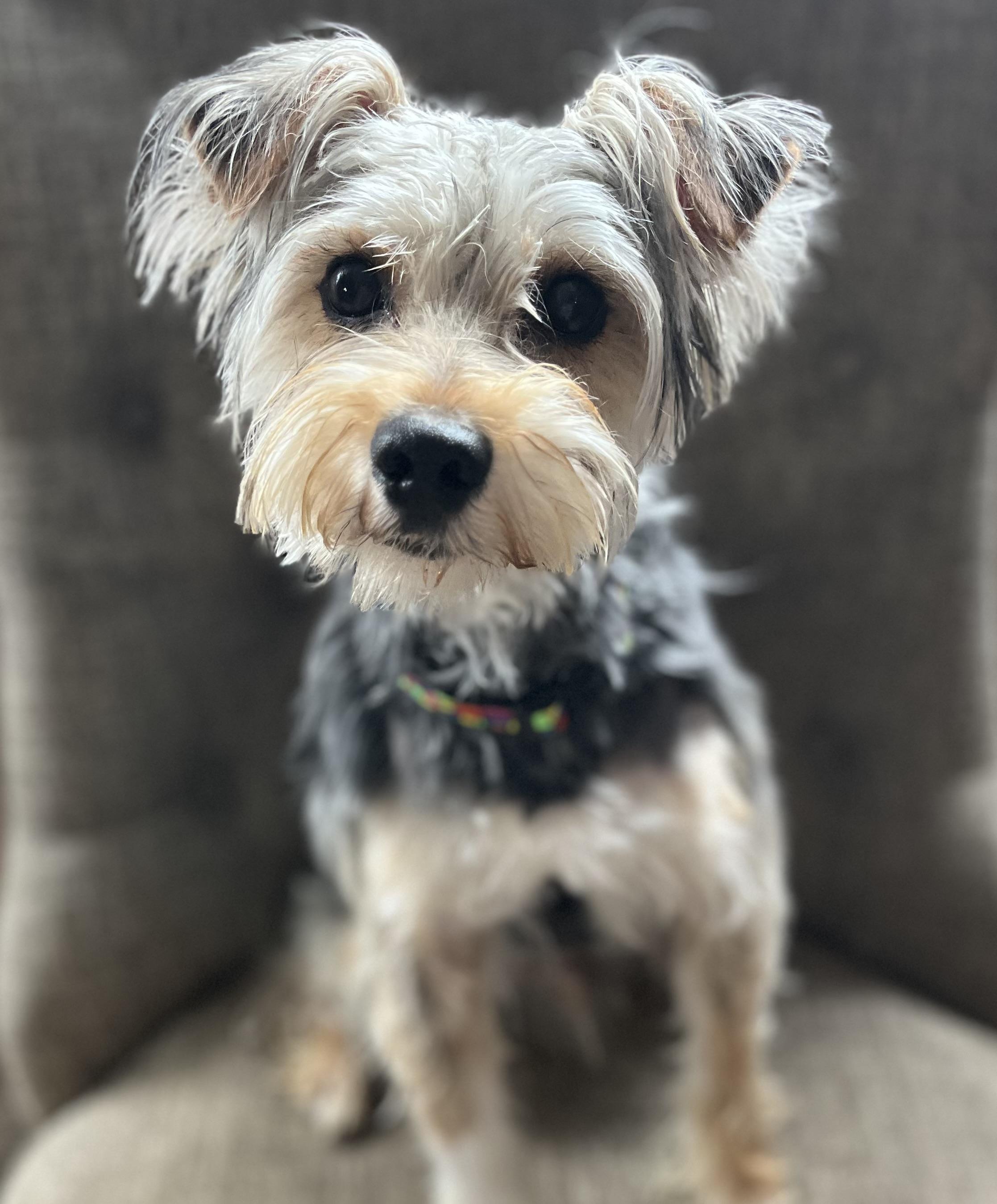 Milo, adopted, Young Male Yorkshire Terrier & Schnoodle.