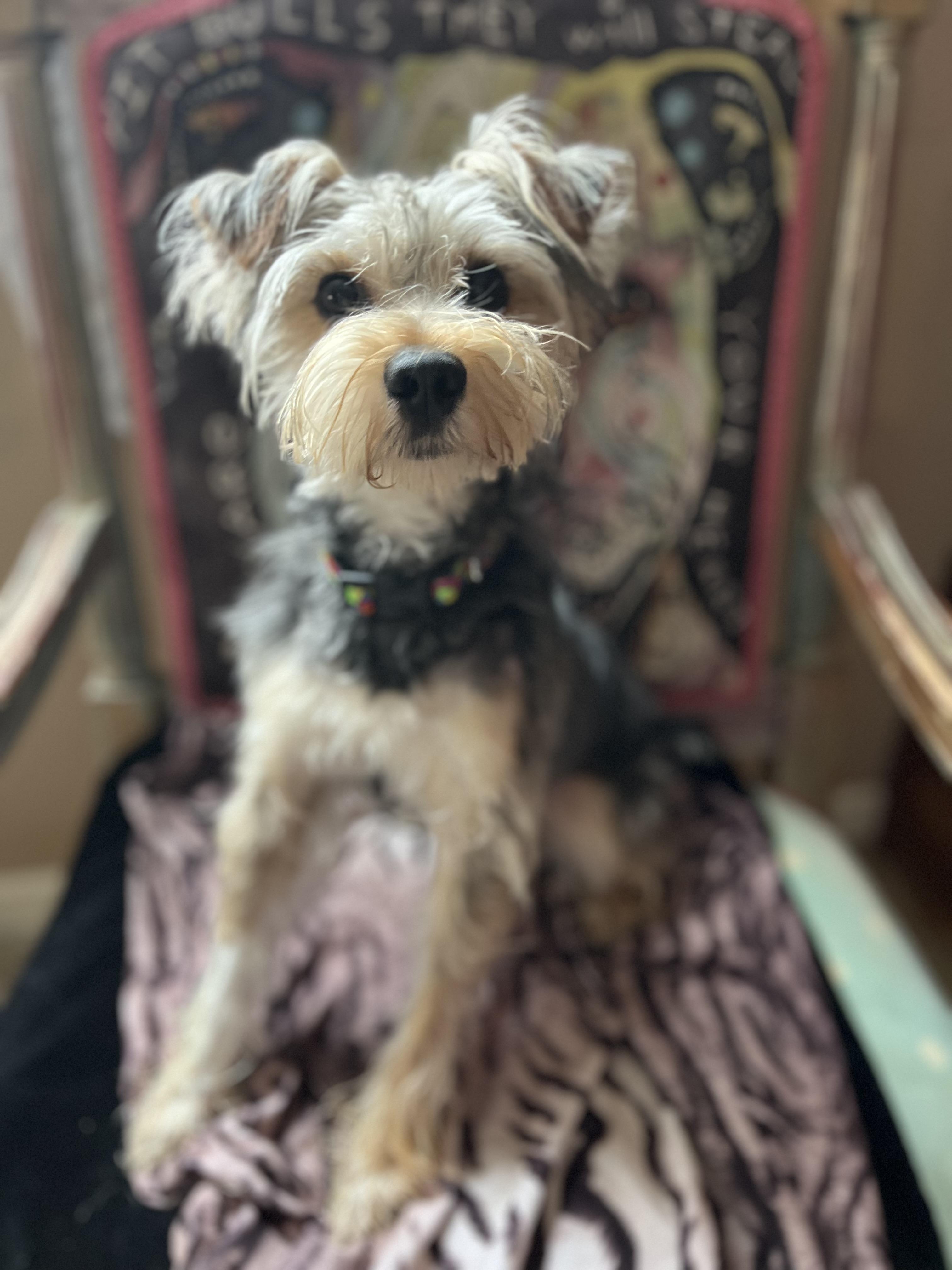 Milo, an adopted mixed breed in Egg Harbor City, NJ image 2/2