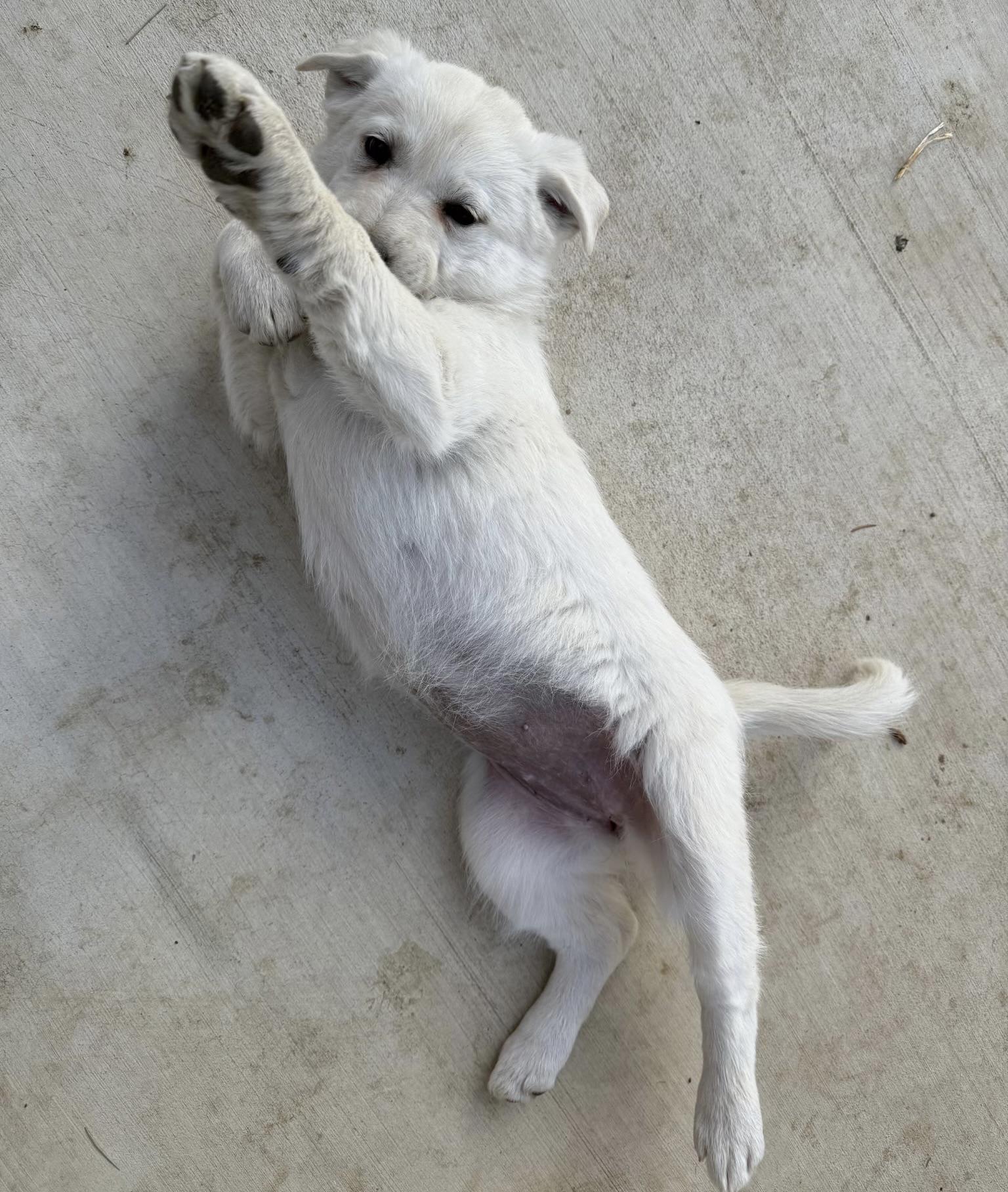 Enlarge Lime, a ADOPTABLE Great Pyrenees in Oakland, CA image 2/4