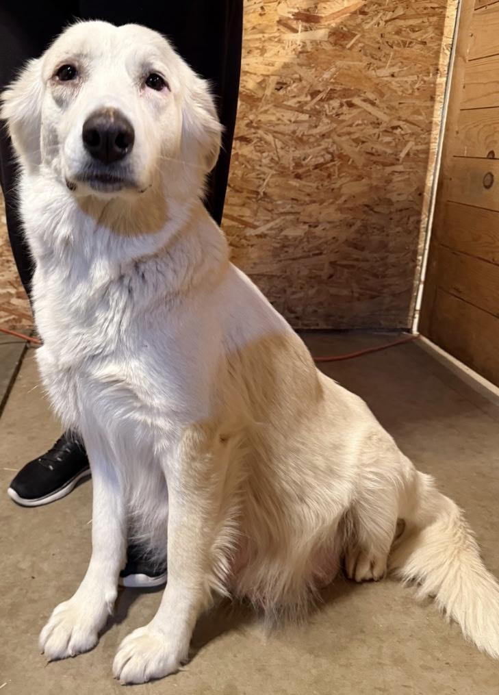Enlarge Lime, a ADOPTABLE Great Pyrenees in Oakland, CA image 4/4