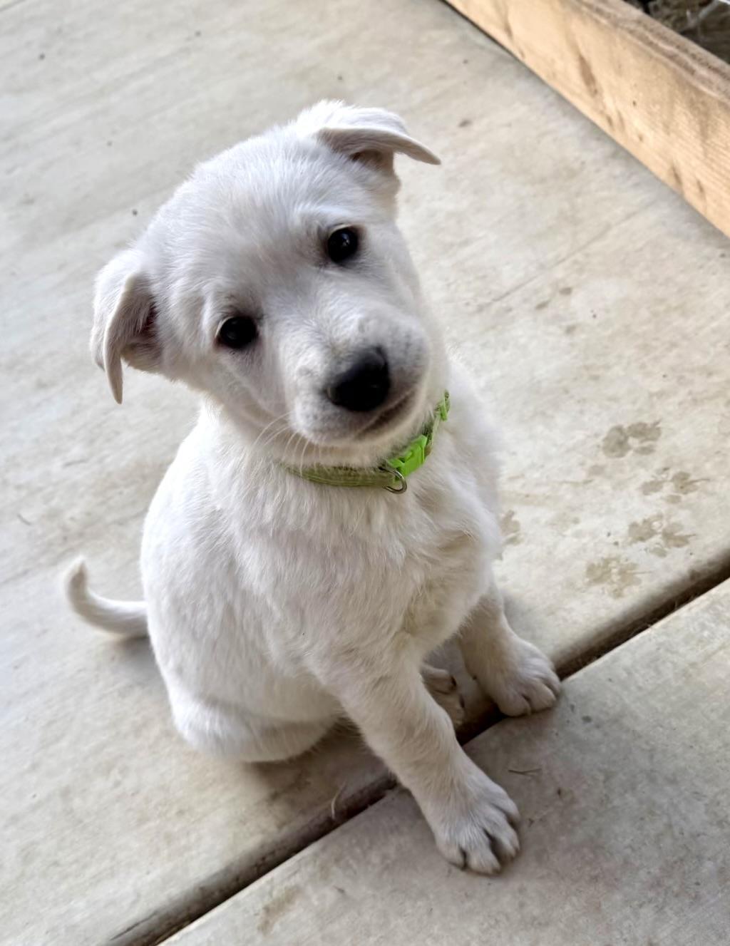 Lime, ADOPTABLE, Puppy Male Great Pyrenees.