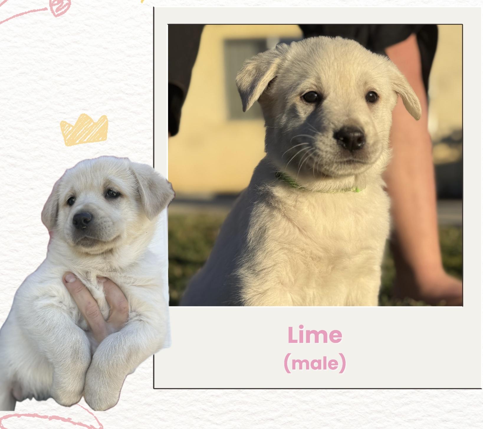 Enlarge Lime, a ADOPTABLE Great Pyrenees in Oakland, CA image 3/4