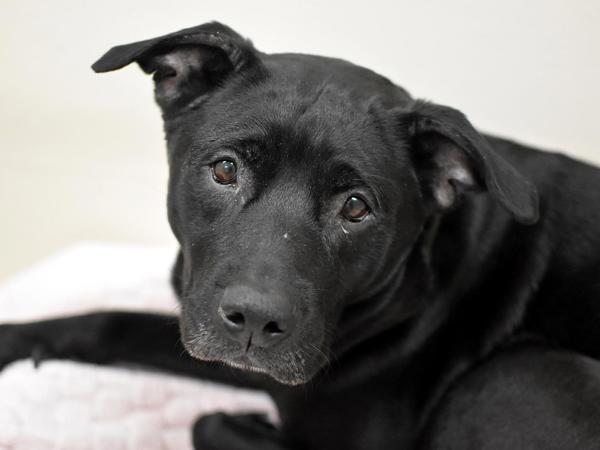 Enlarge Babe, a Adoptable mixed breed in Portland, OR image 1/1