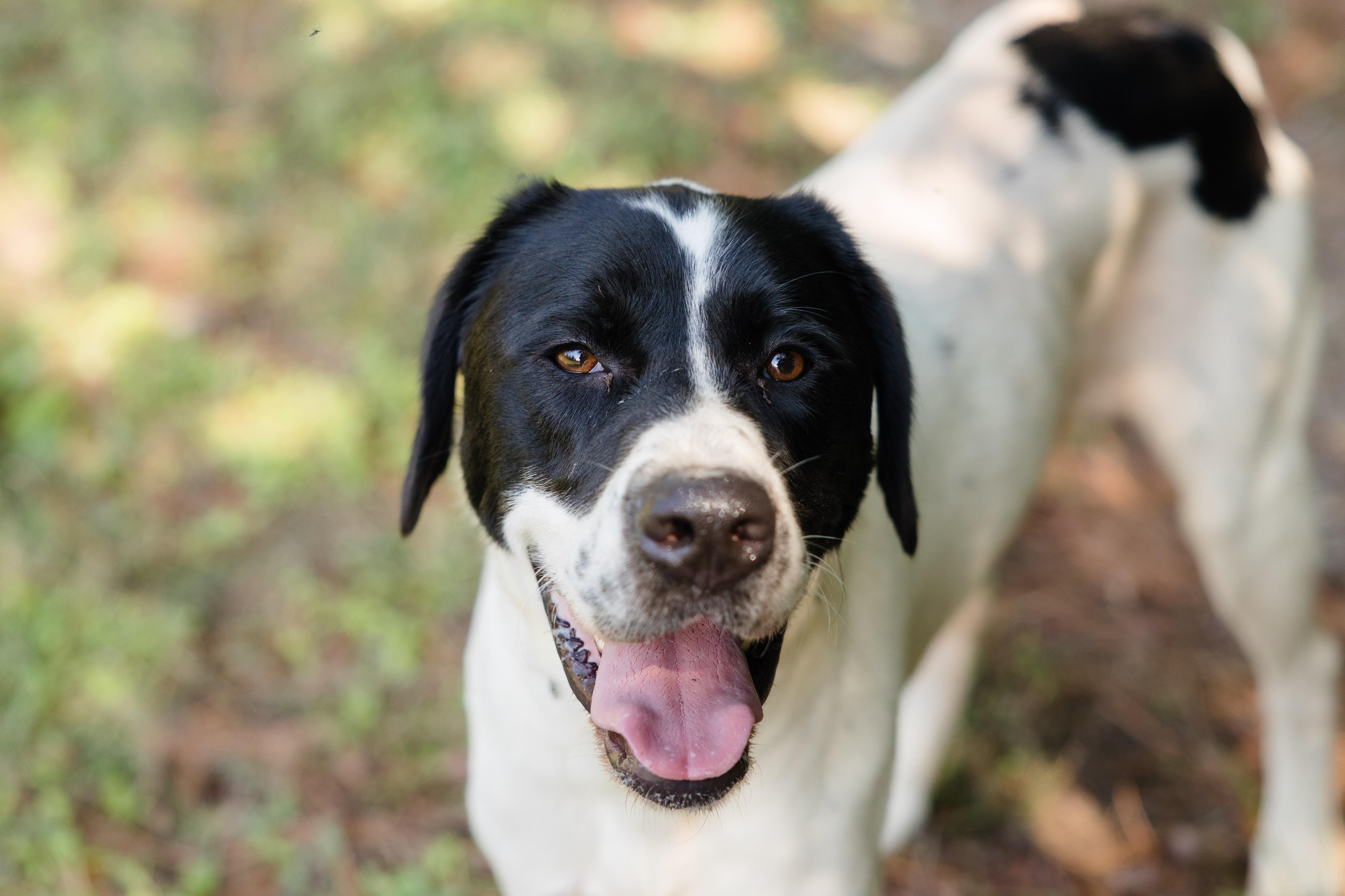 Enlarge Asher, a Adoptable mixed breed in Newburgh, IN image 1/3