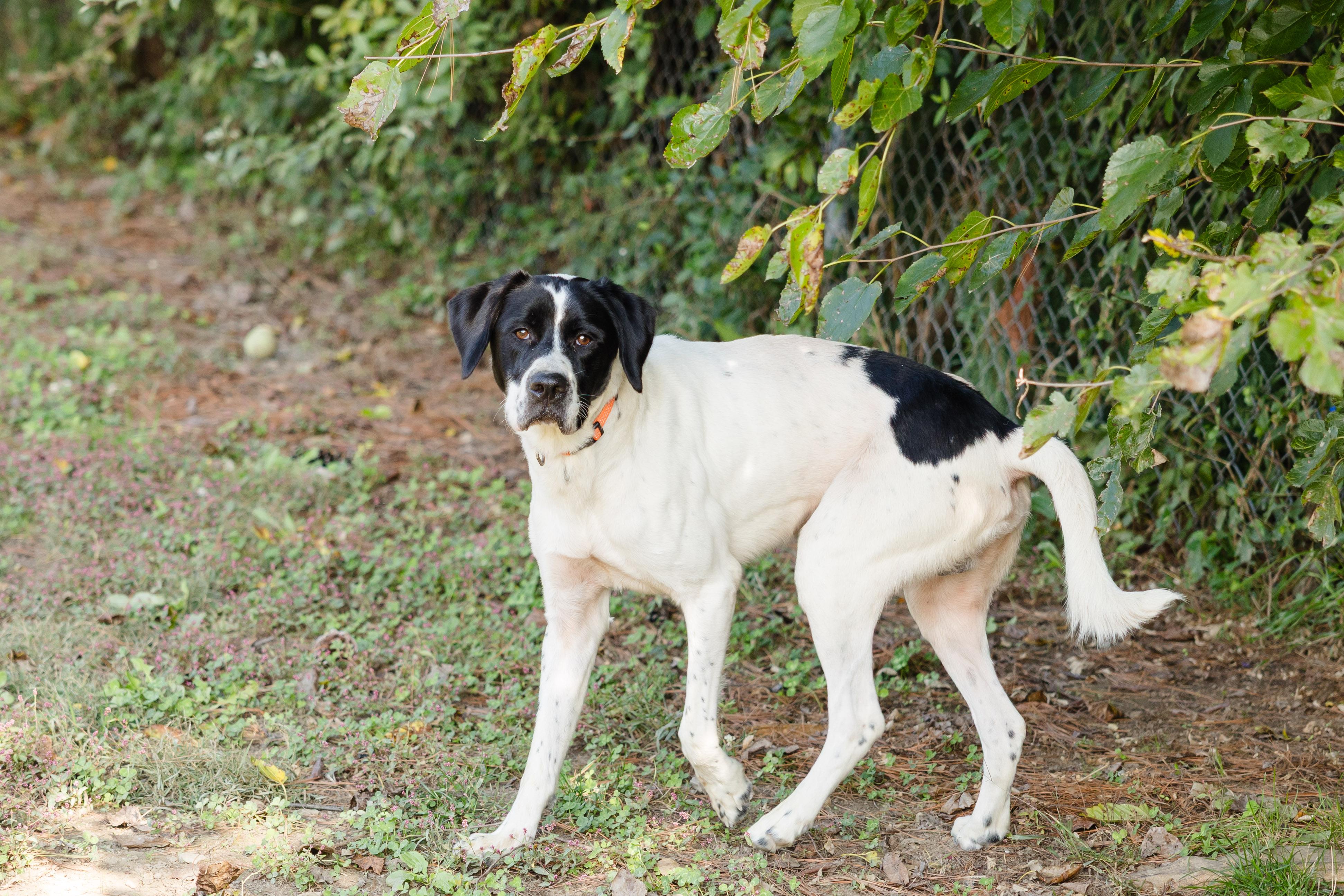 Enlarge Asher, a Adoptable mixed breed in Newburgh, IN image 2/3