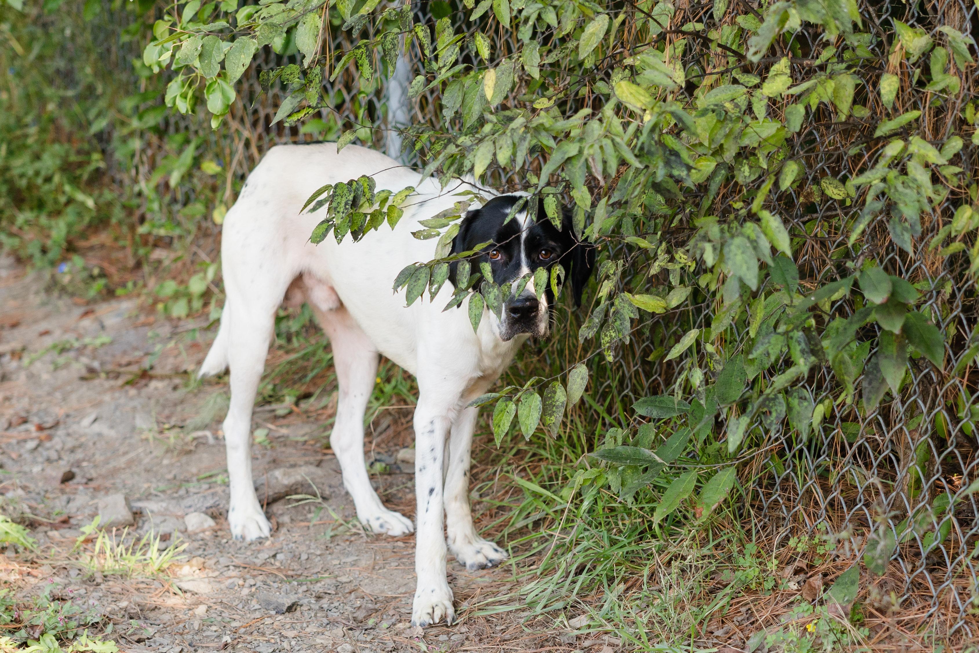 Enlarge Asher, a Adoptable mixed breed in Newburgh, IN image 3/3