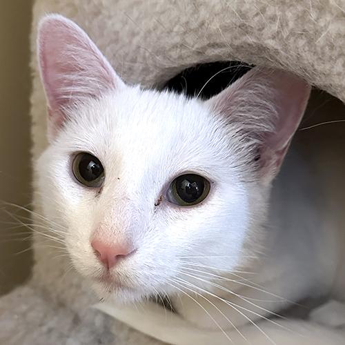 Thor, Adopted, Adult Male Domestic Short Hair.