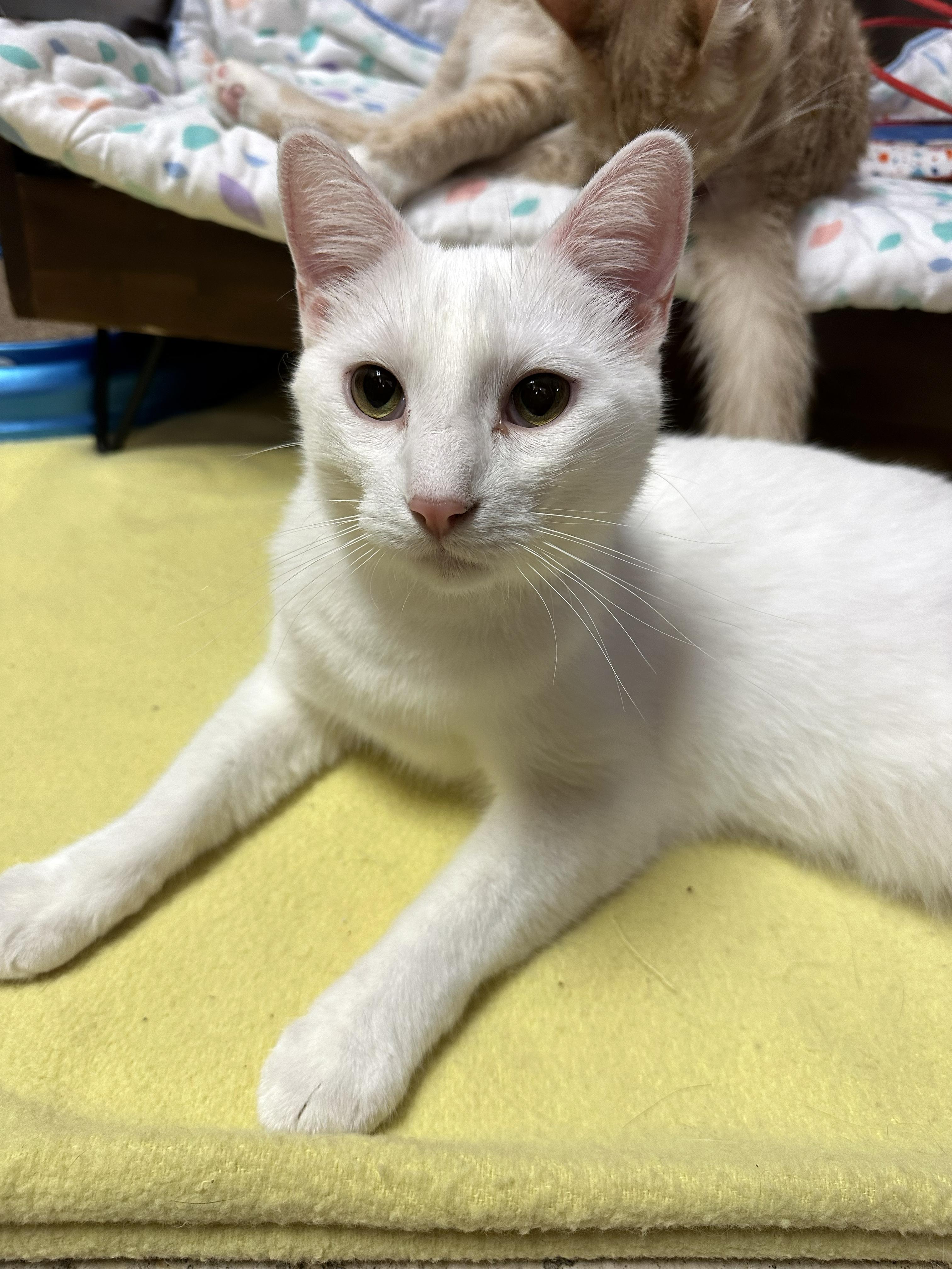 Enlarge Thor, a Adopted Domestic Short Hair in Crystal Lake, IL image 2/5
