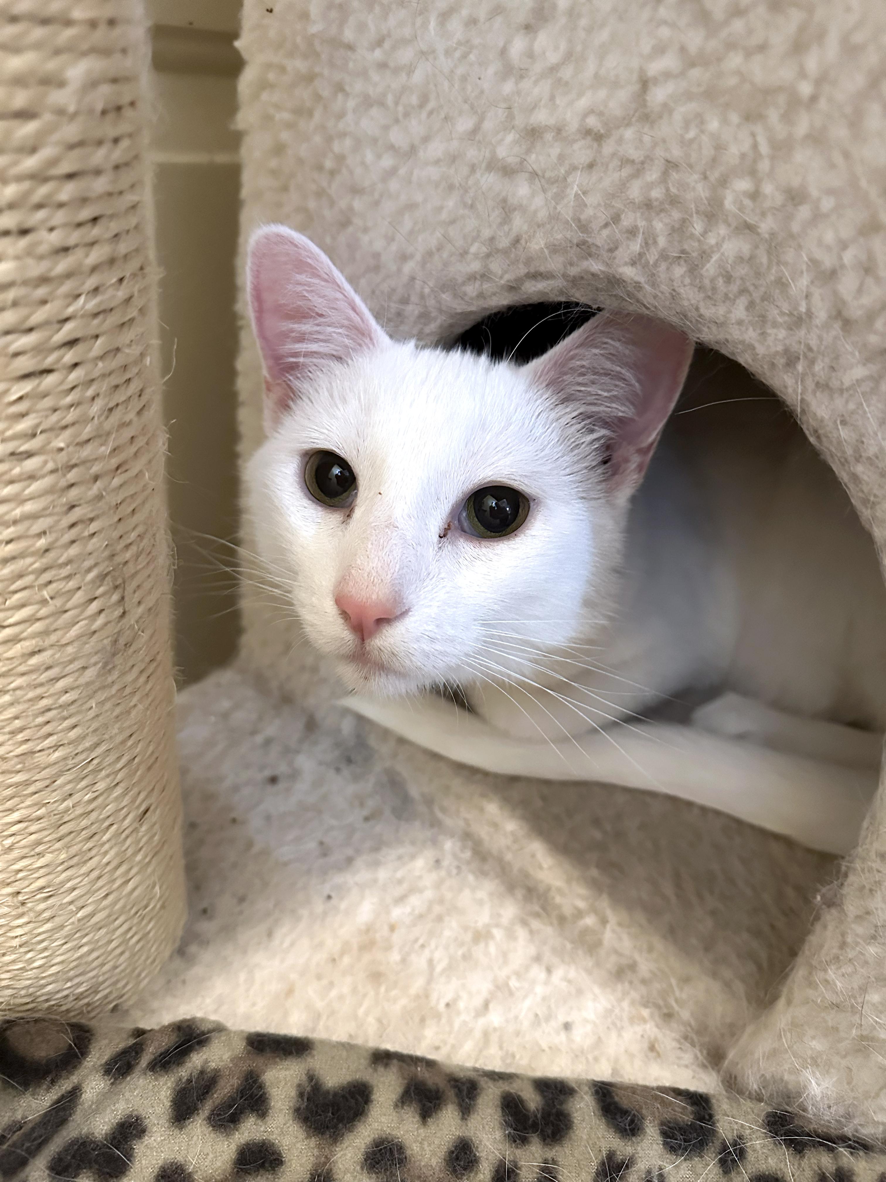 Enlarge Thor, a Adopted Domestic Short Hair in Crystal Lake, IL image 5/5