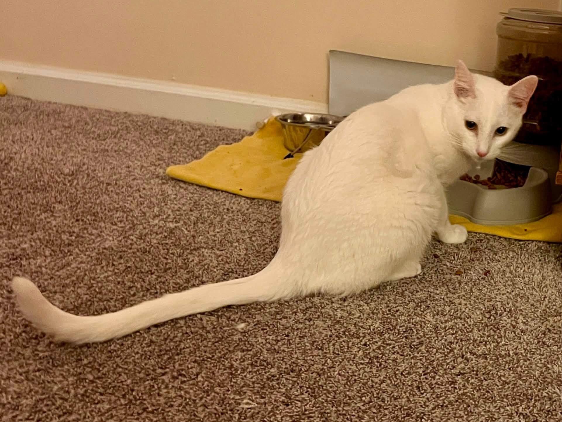 Enlarge Thor, a Adopted Domestic Short Hair in Crystal Lake, IL image 4/5