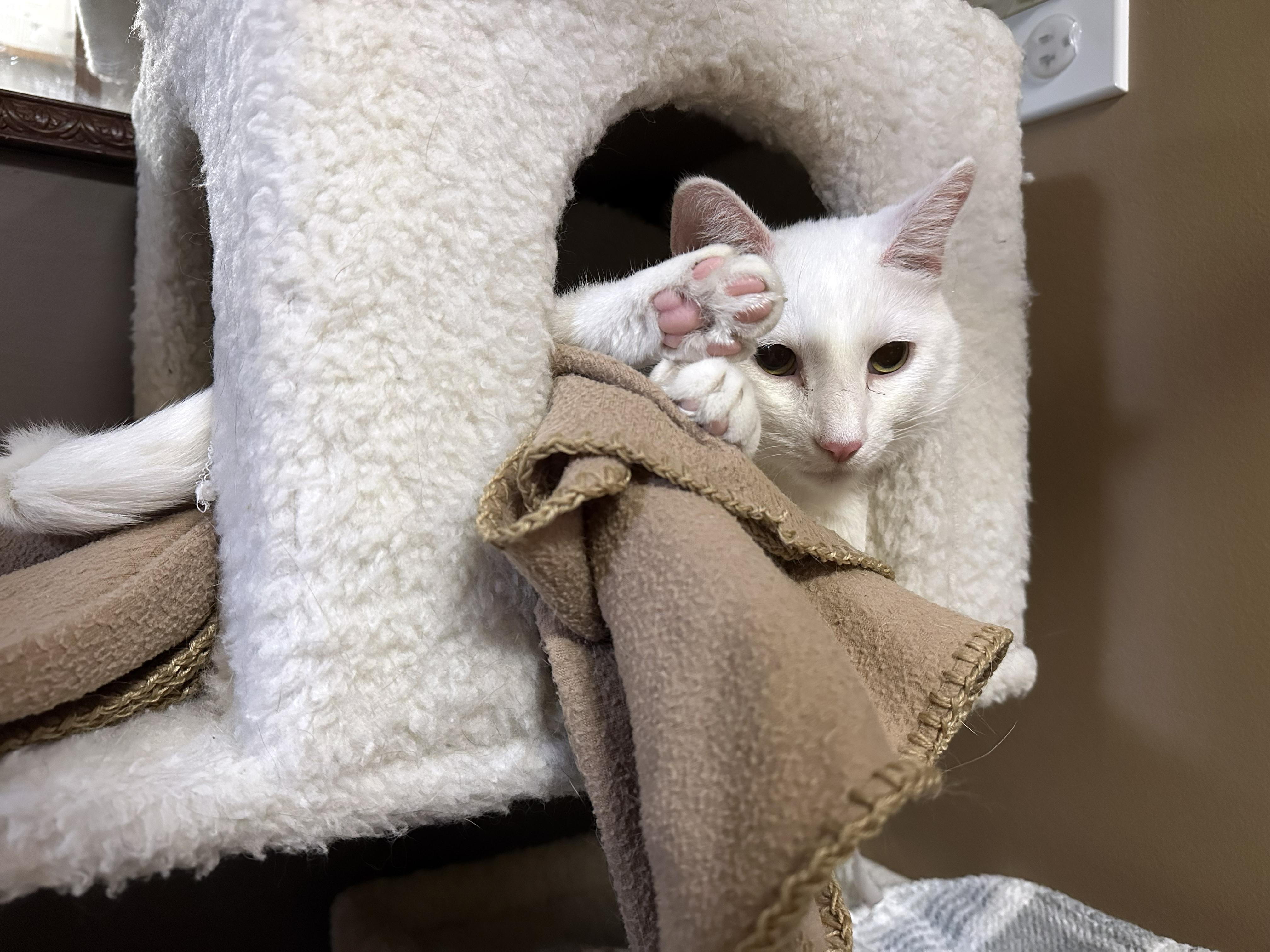 Enlarge Thor, a Adopted Domestic Short Hair in Crystal Lake, IL image 3/5