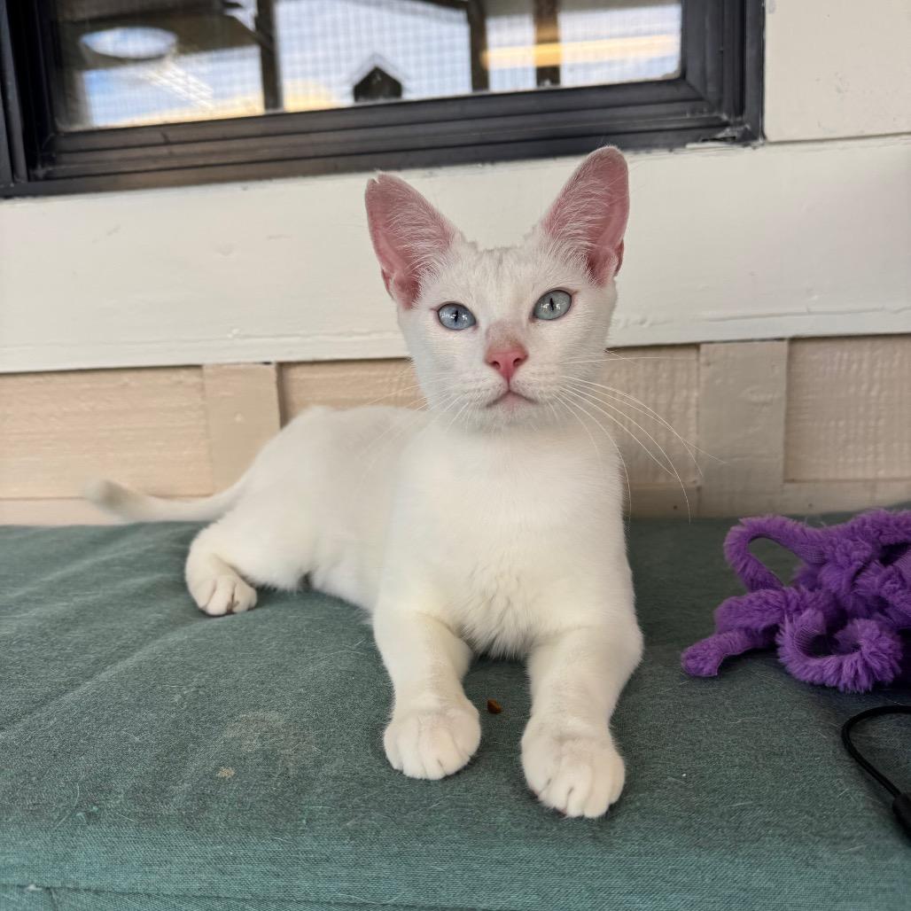 Widow, Adoptable, Young Female Domestic Short Hair.