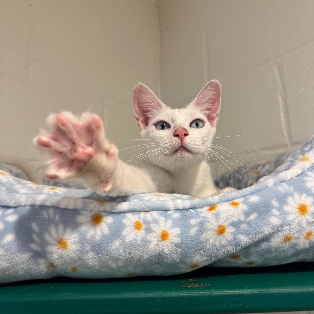 Enlarge Widow, a Adoptable Domestic Short Hair in Buellton, CA image 2/3