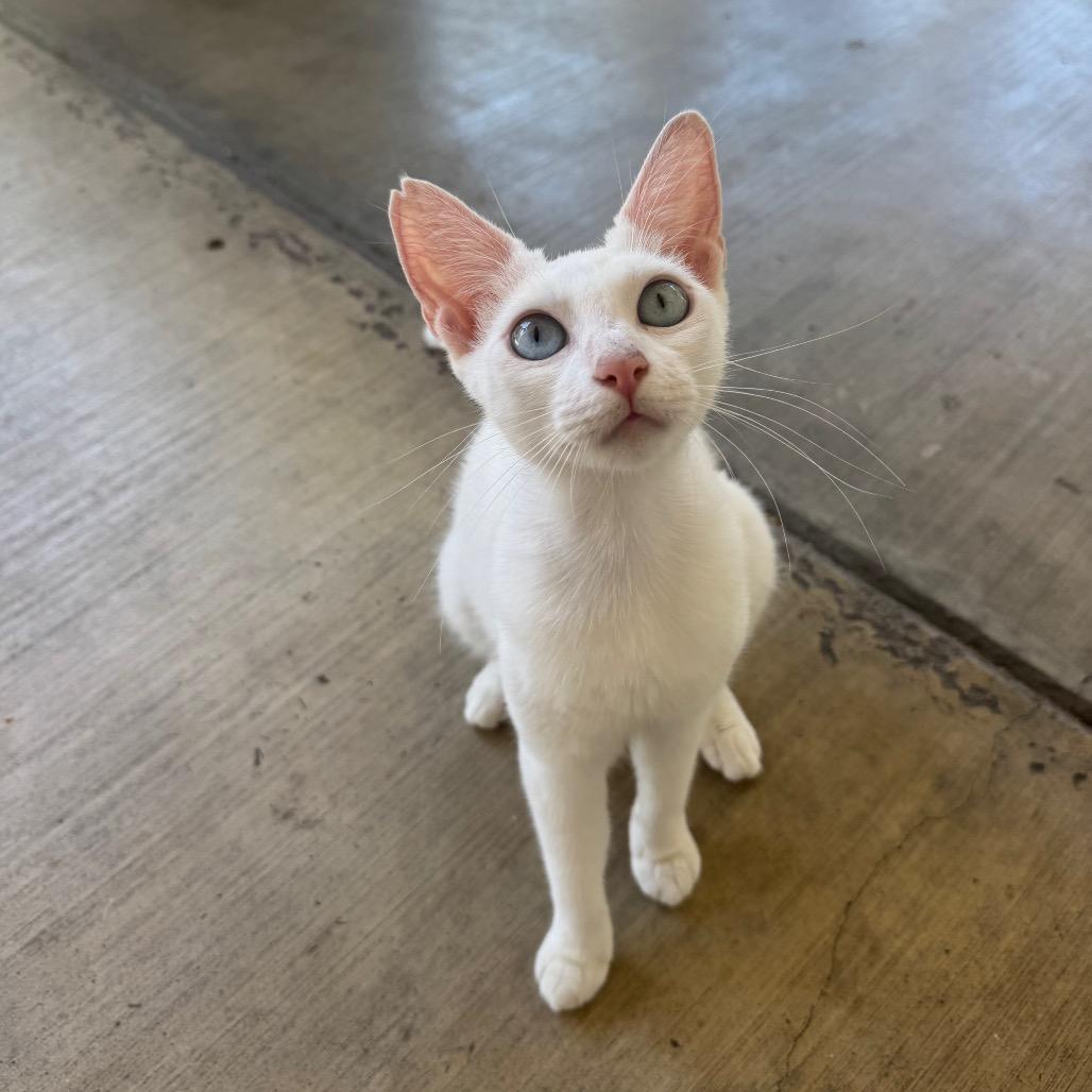 Enlarge Widow, a Adoptable Domestic Short Hair in Buellton, CA image 3/3