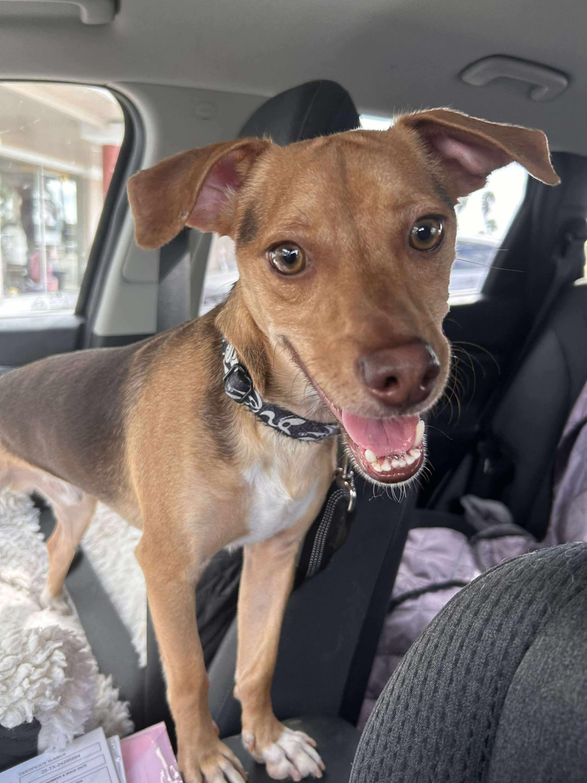 Enlarge Choco, a ADOPTABLE Mixed Breed in Portland, ME image 4/6