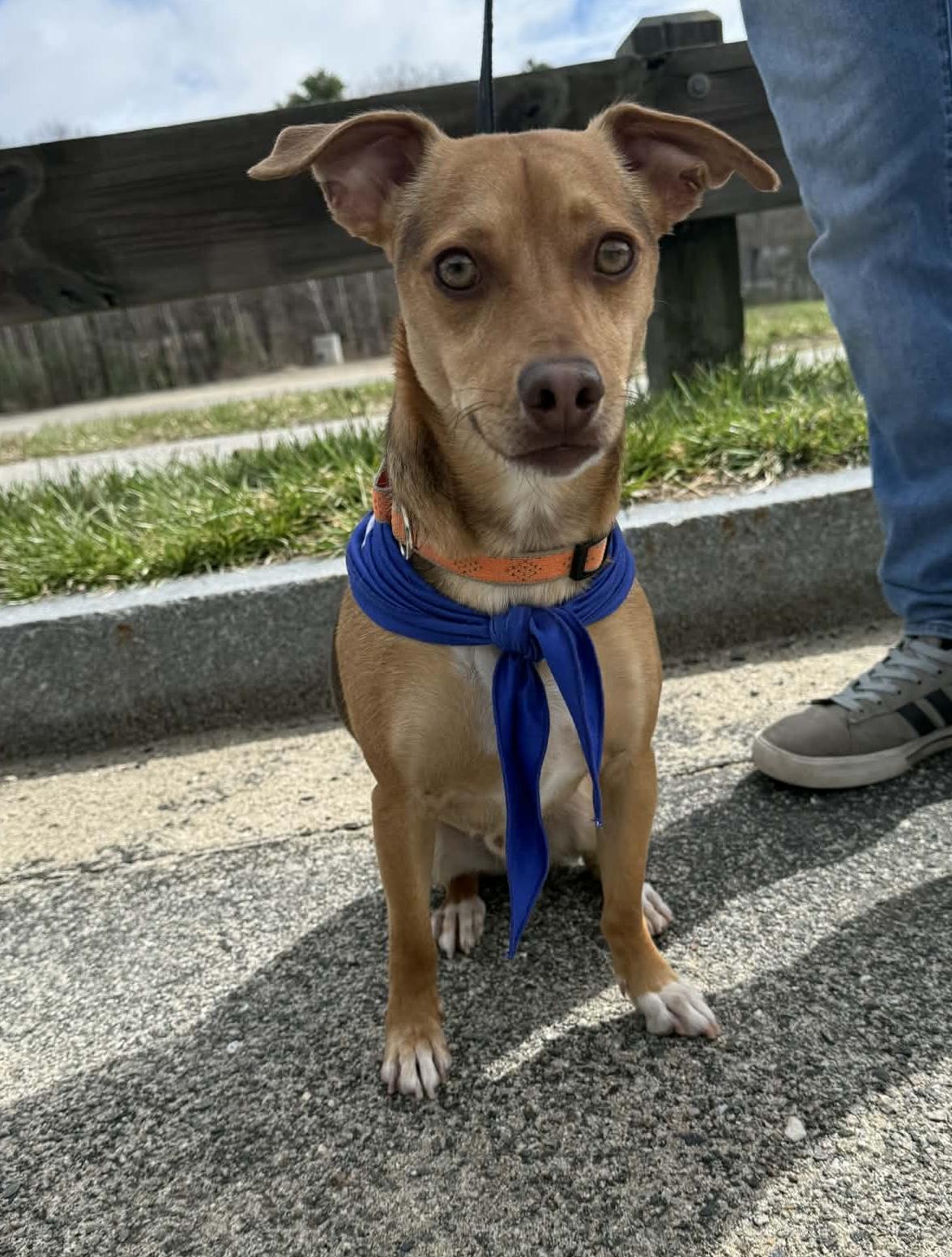 Enlarge Choco, a ADOPTABLE Mixed Breed in Portland, ME image 6/6