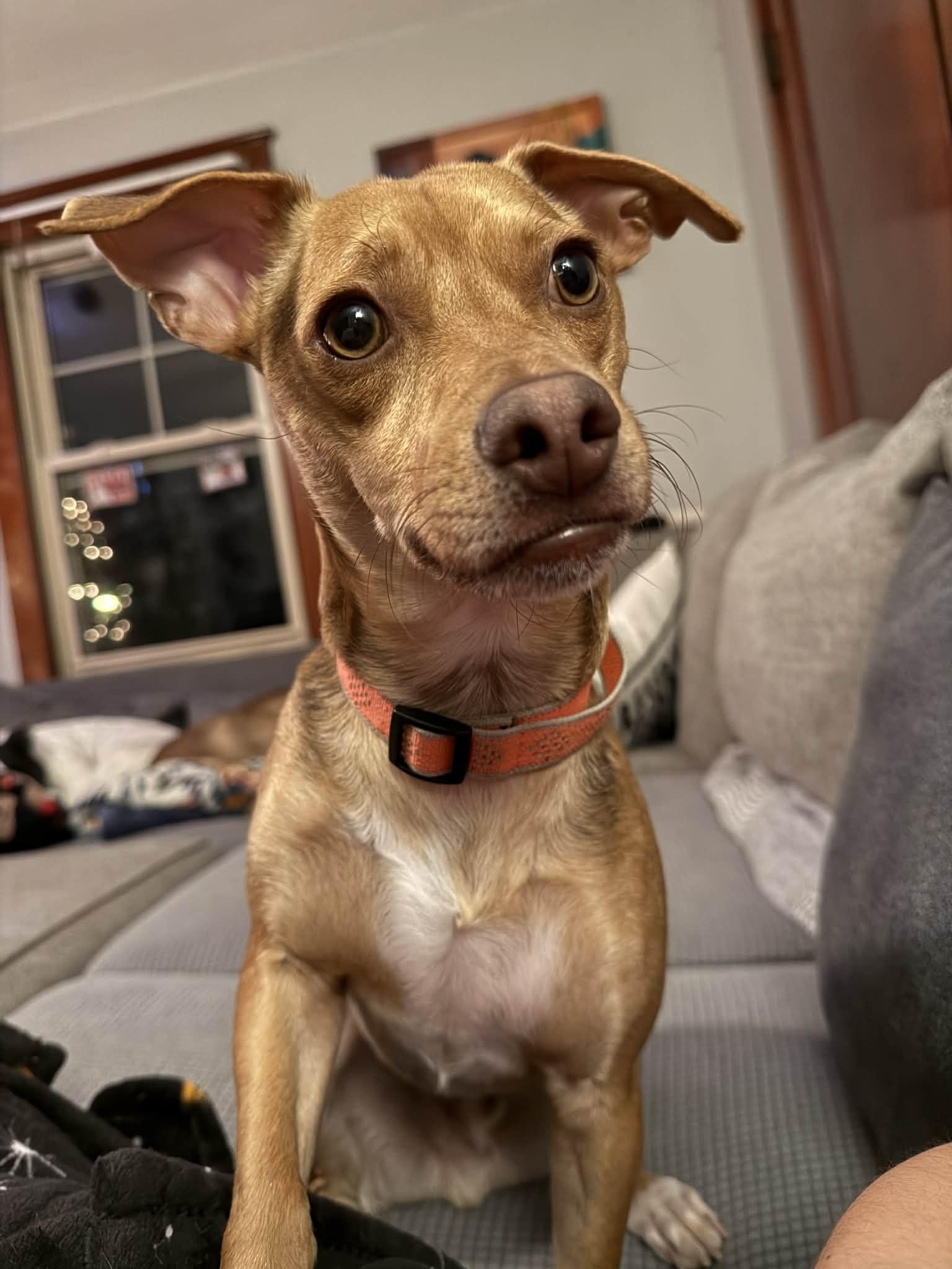 Enlarge Choco, a ADOPTABLE Mixed Breed in Portland, ME image 3/6