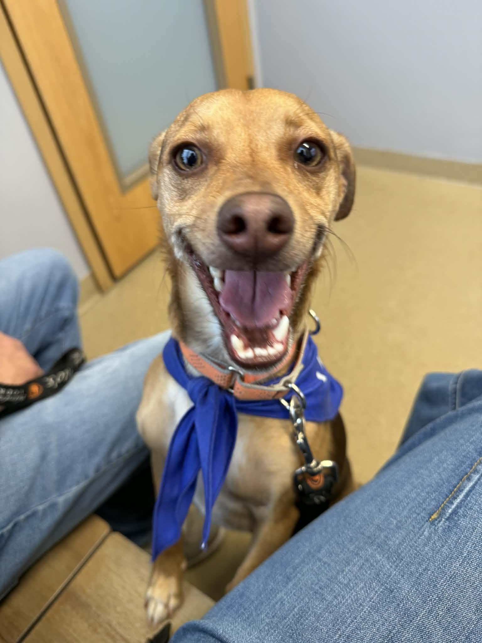Enlarge Choco, a ADOPTABLE Mixed Breed in Portland, ME image 5/6