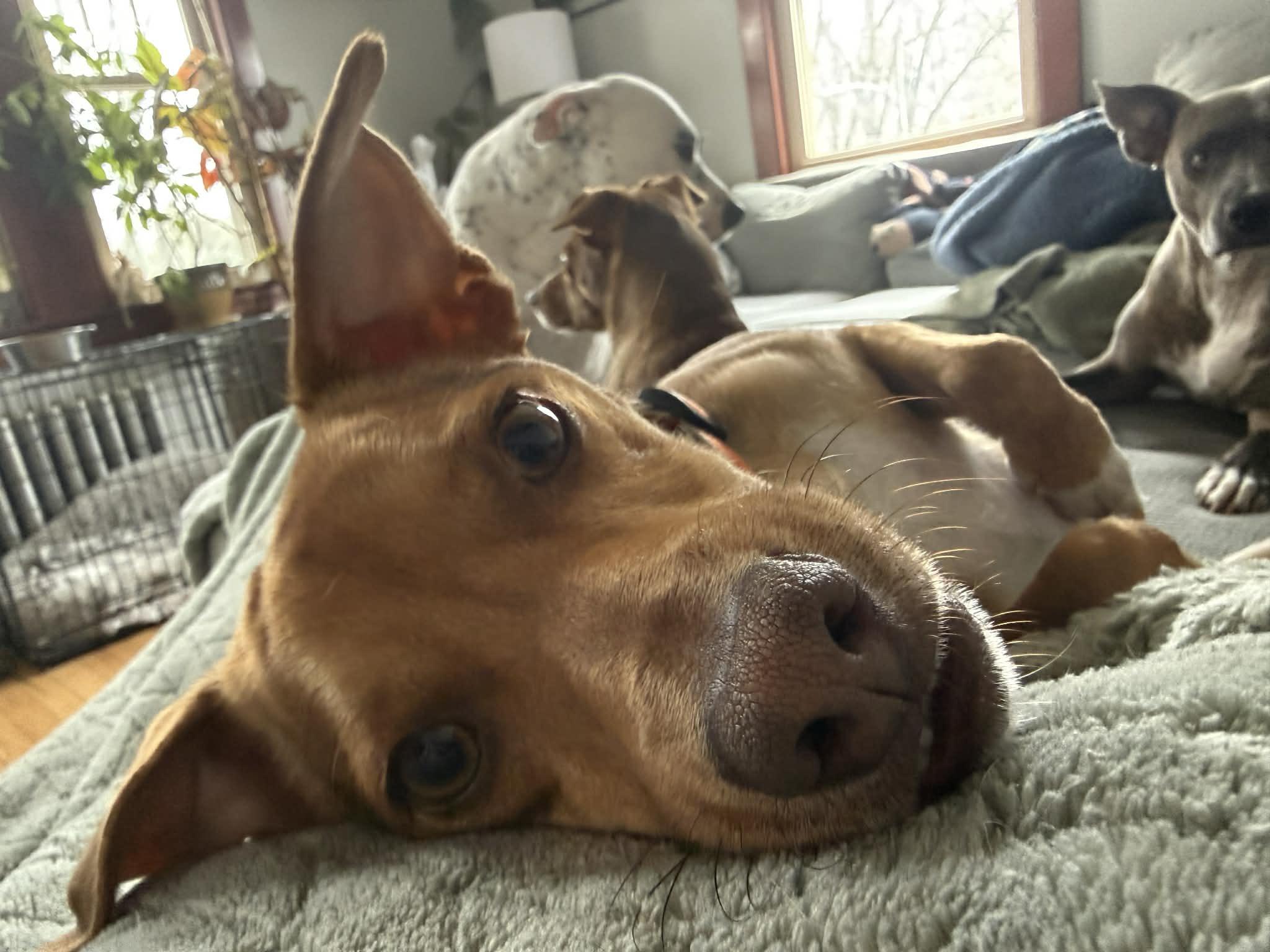 Enlarge Choco, a ADOPTABLE Mixed Breed in Portland, ME image 2/6