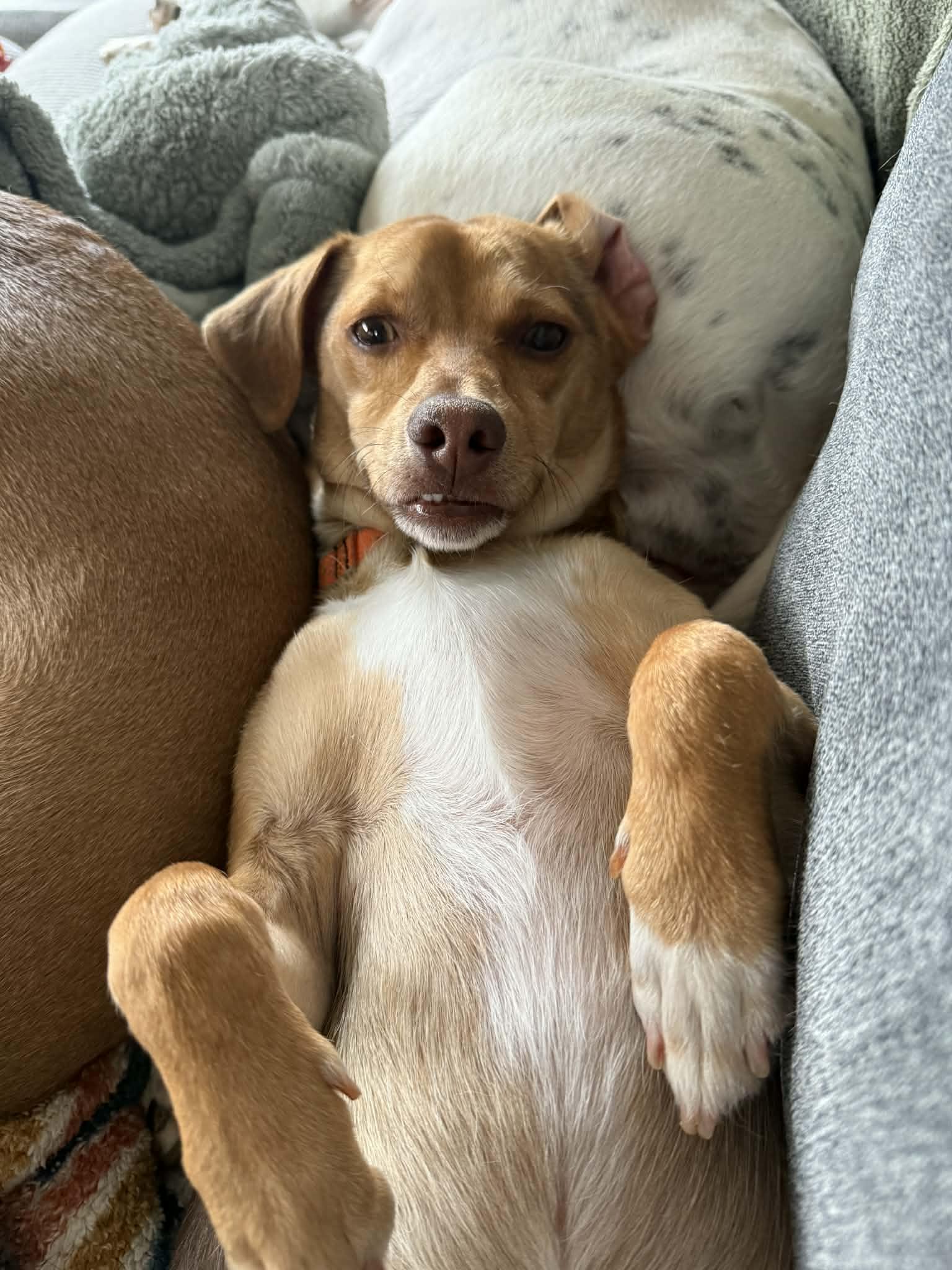 Enlarge Choco, a ADOPTABLE Mixed Breed in Portland, ME image 1/6