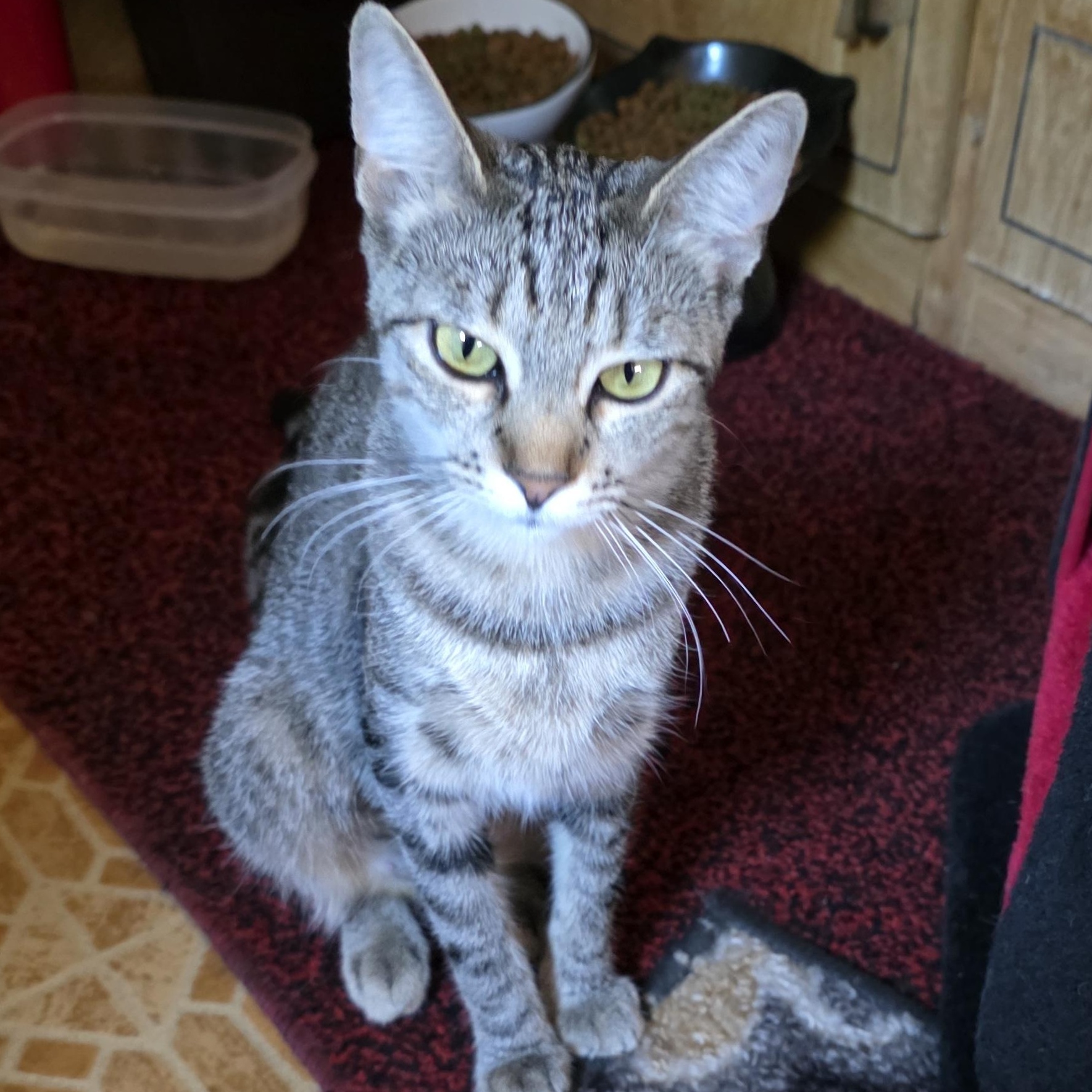Charlotte, Adoptable, Young Female Tabby.