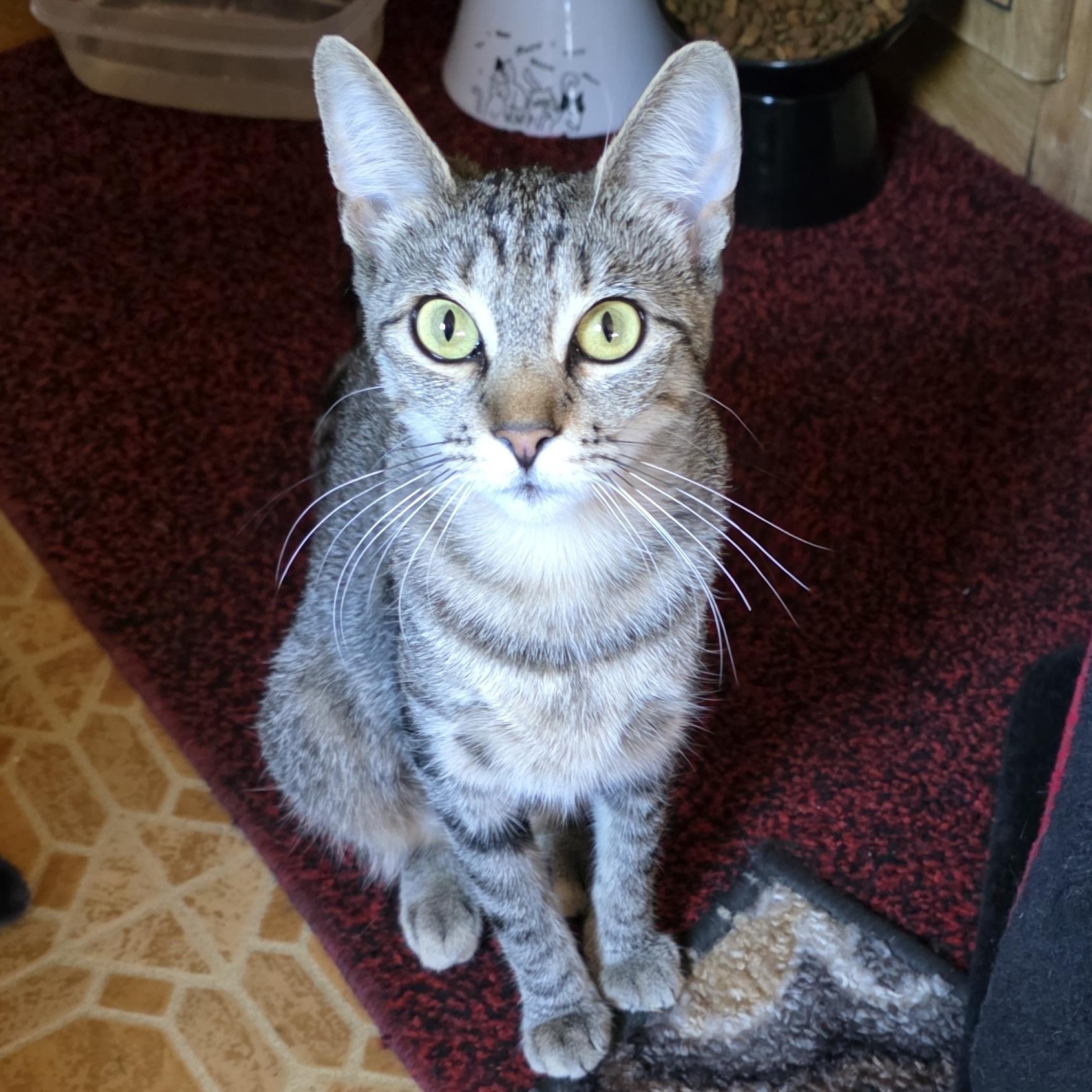 Charlotte, a Adoptable Tabby in Newport, OR image 1/2