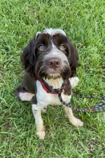 Henry, Adoptable, Young Male English Springer Spaniel & Labrador Retriever.