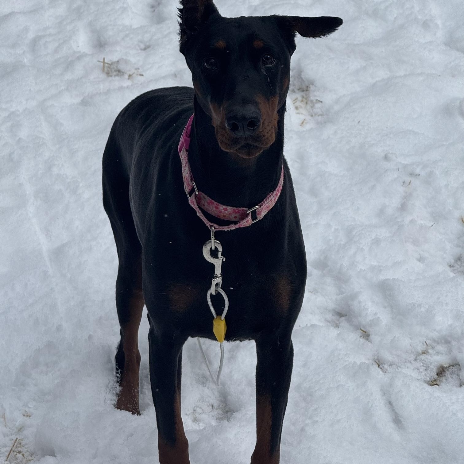 Enlarge Pearl, a Adoptable Doberman Pinscher in Fleetwood, PA image 3/4