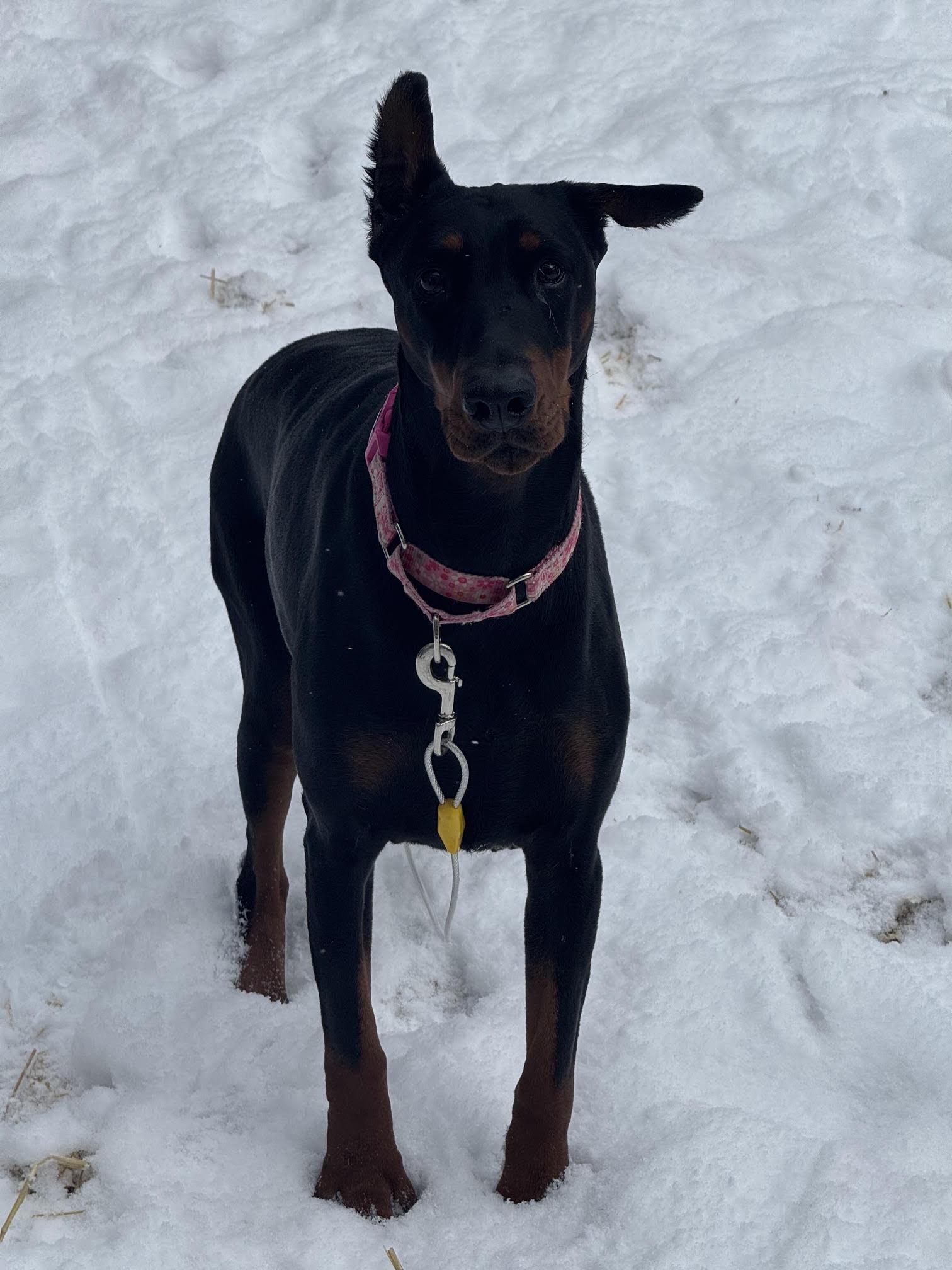 Enlarge Pearl, a Adoptable Doberman Pinscher in Fleetwood, PA image 4/4
