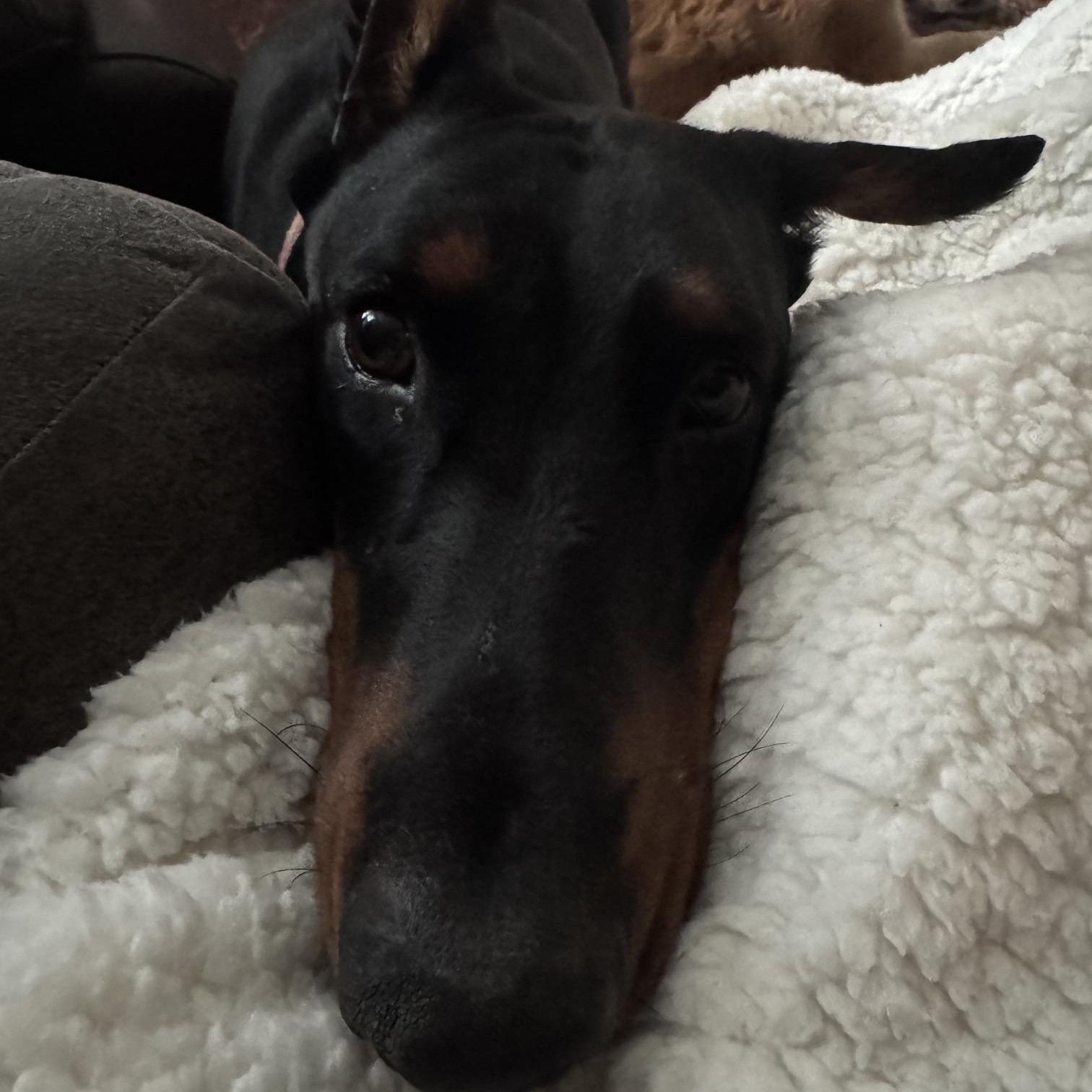 Enlarge Pearl, a Adoptable Doberman Pinscher in Fleetwood, PA image 2/4