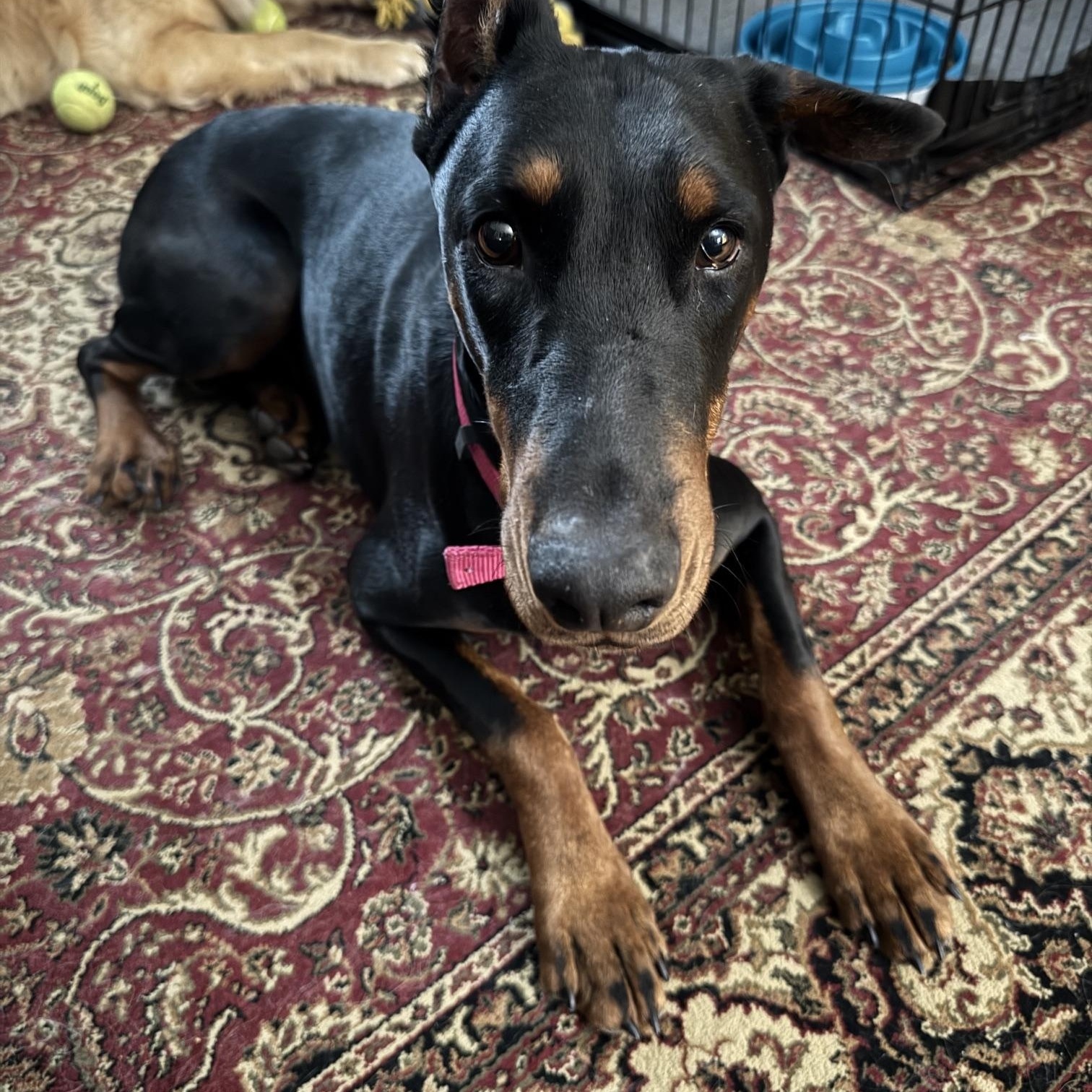 Pearl, Adoptable, Adult Female Doberman Pinscher.