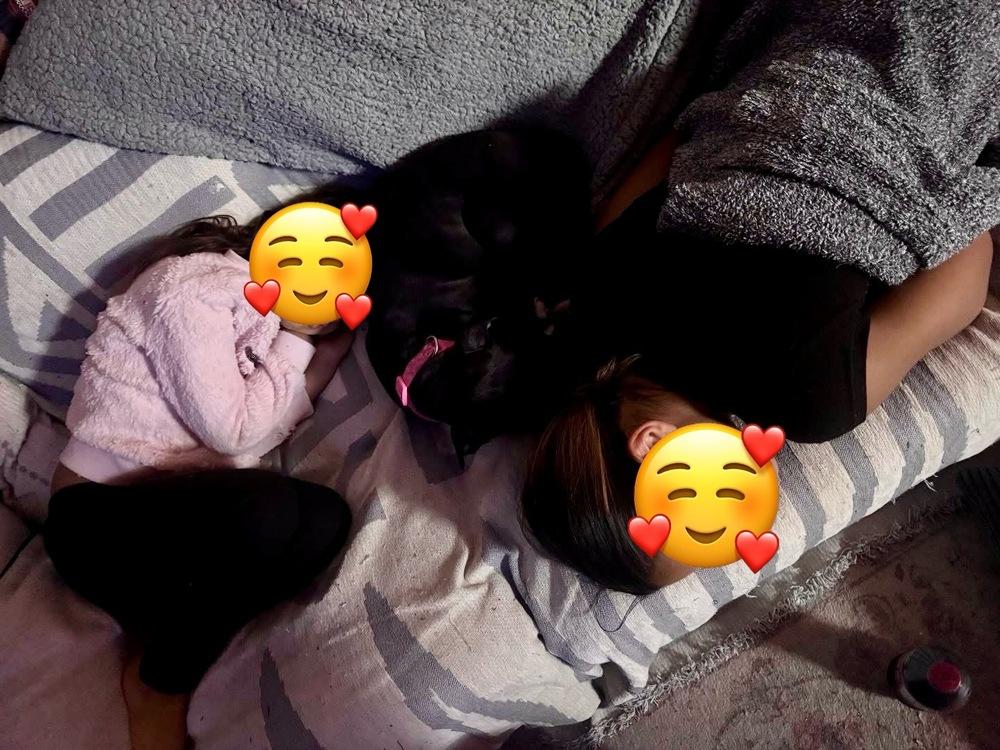 Enlarge Wednesday, a Adoptable mixed breed in Middletown, CT image 1/6