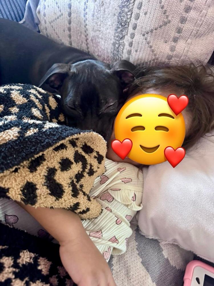 Enlarge Wednesday, a Adoptable mixed breed in Middletown, CT image 1/6