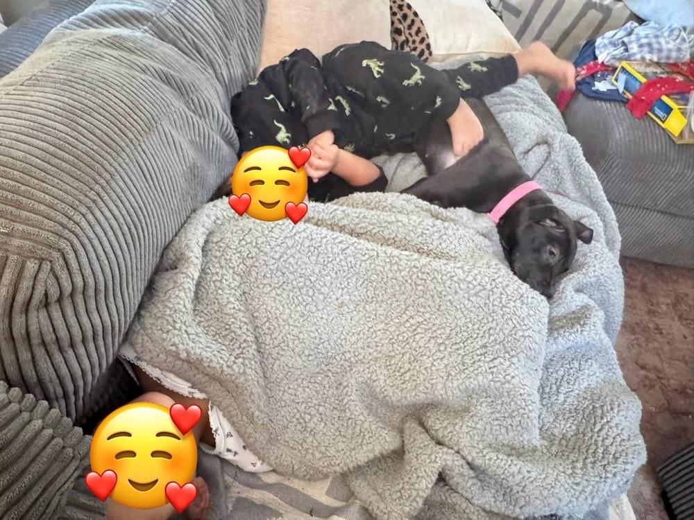 Enlarge Wednesday, a Adoptable mixed breed in Middletown, CT image 3/6