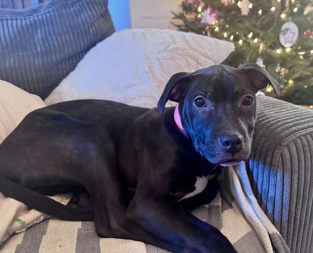 Enlarge Wednesday, a Adoptable mixed breed in Middletown, CT image 3/6