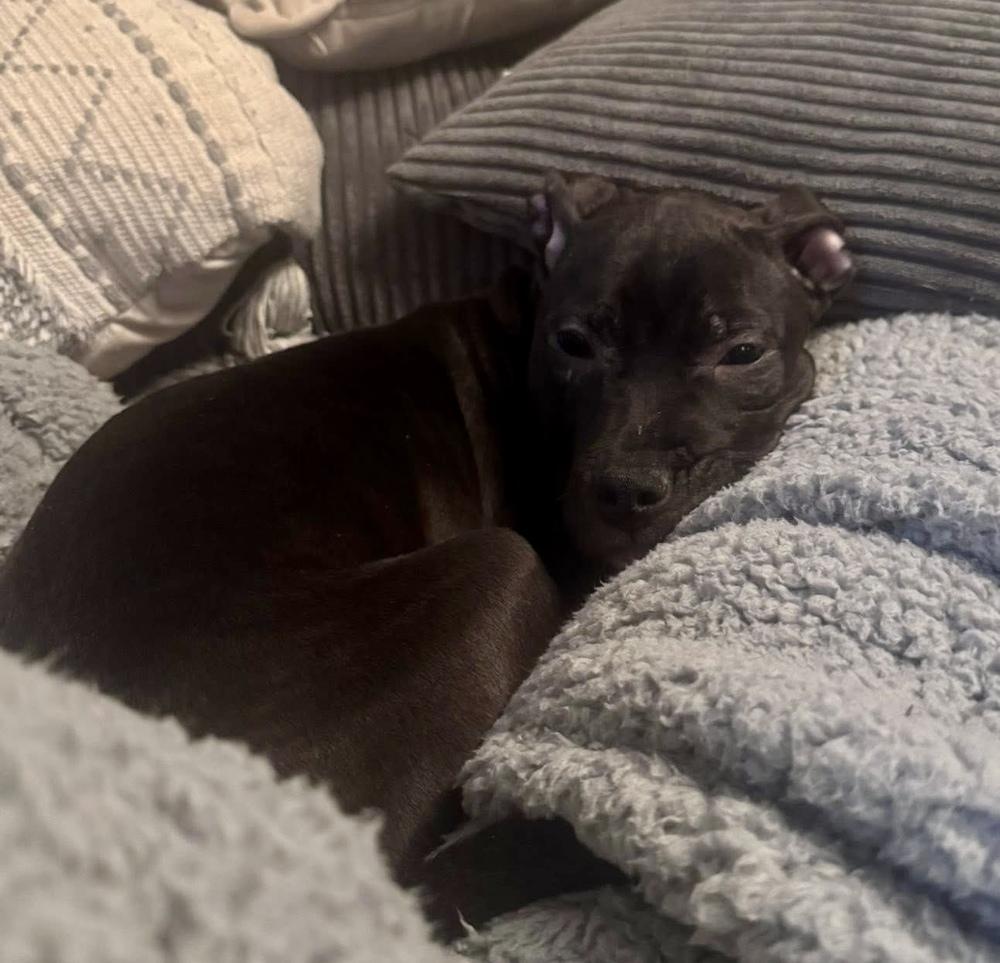 Enlarge Wednesday, a Adoptable mixed breed in Middletown, CT image 6/6