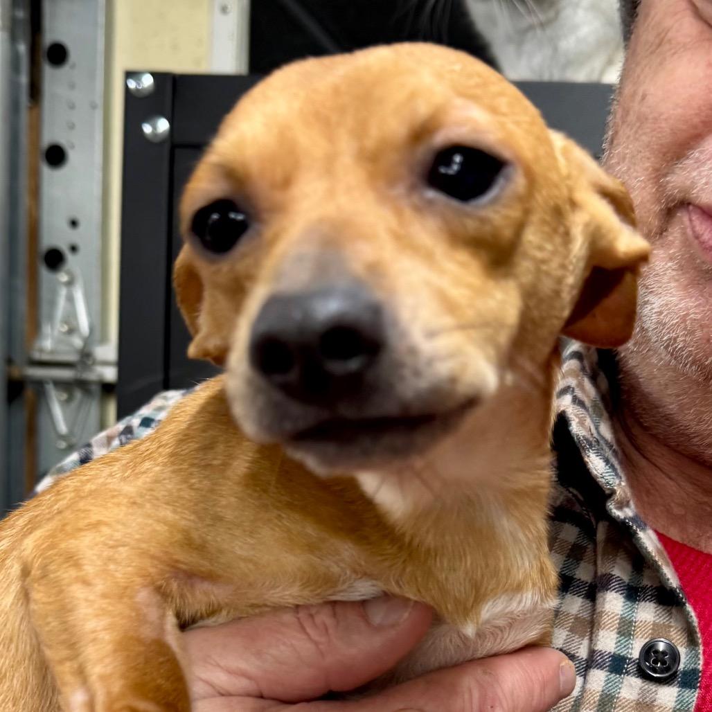 Nip, ADOPTABLE, Young Male Chihuahua & Dachshund.