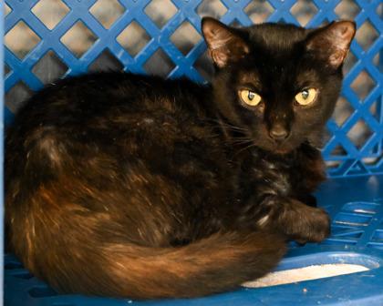 Enlarge Zuzu, a Adoptable Domestic Short Hair in West Seneca, NY image 1/3
