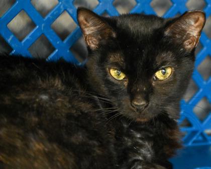 Pipes, a Adoptable Domestic Short Hair image 1/3