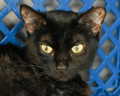 Enlarge Zuzu, a Adoptable Domestic Short Hair in West Seneca, NY image 3/3