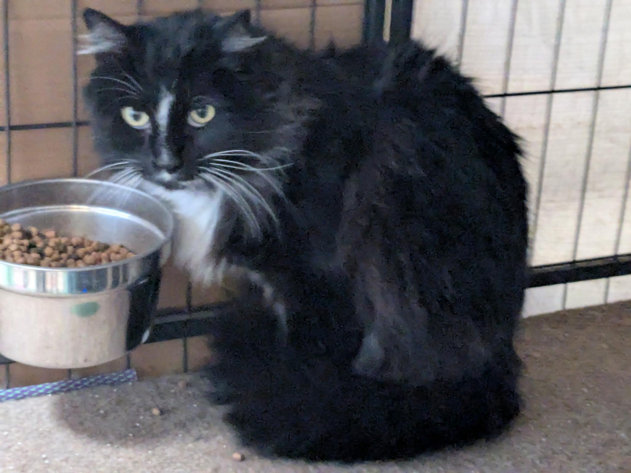 Can I be the CAPTAIN of your heart?, a Adoptable Tuxedo in Fountain Valley, CA image 2/2