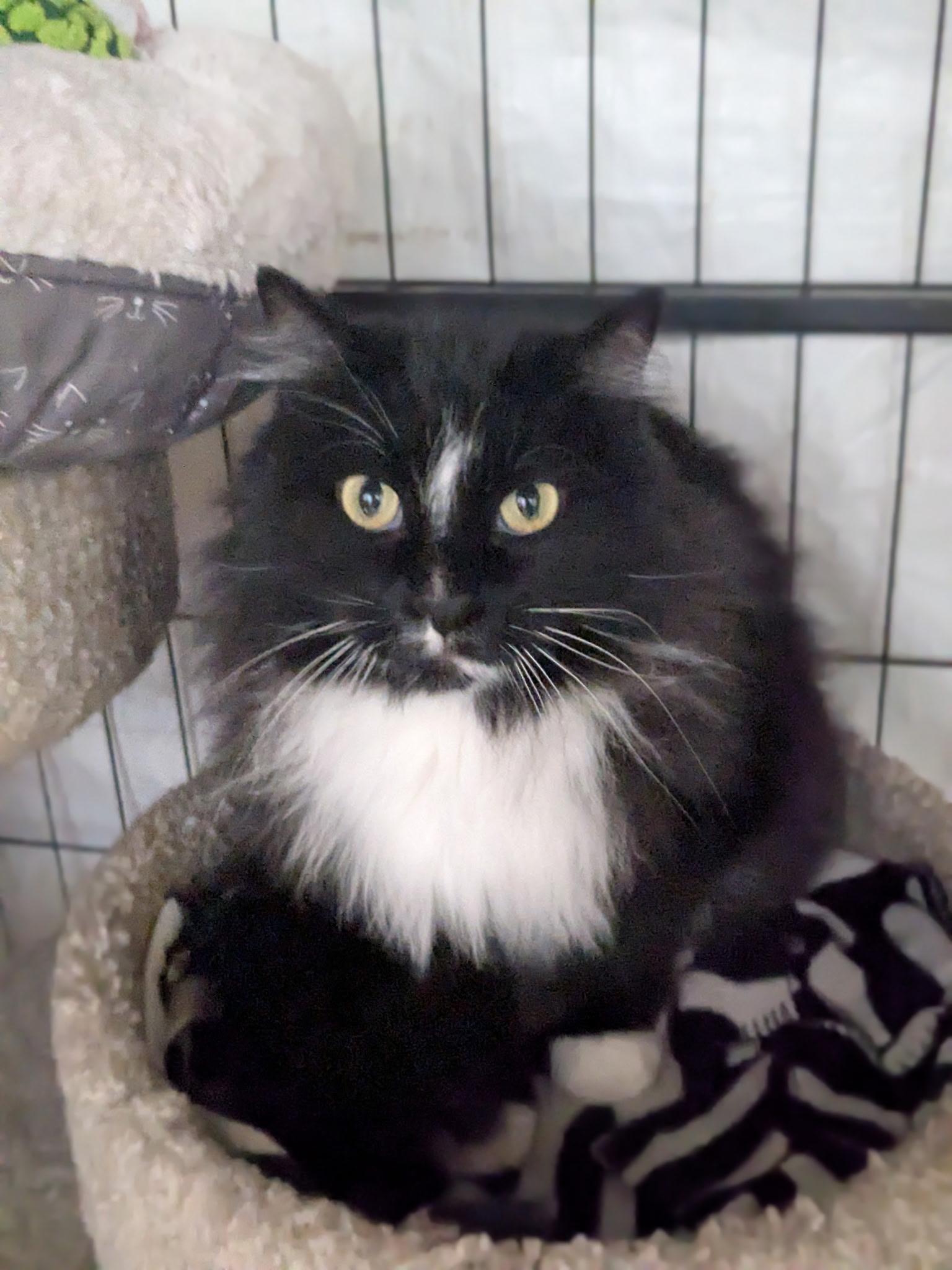 Can I be the CAPTAIN of your heart?, Adoptable, Adult Male Tuxedo.